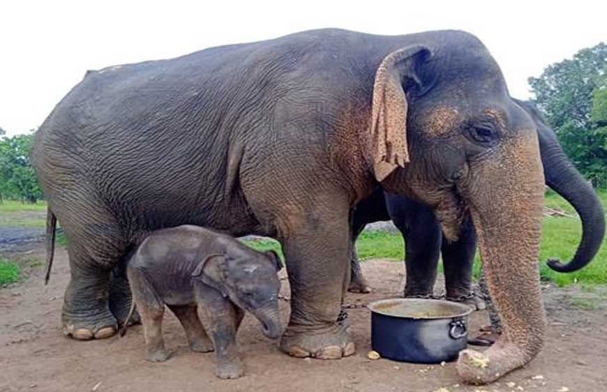 एशिया की सबसे बुजुर्ग हथनी वत्सला की मृत्यु