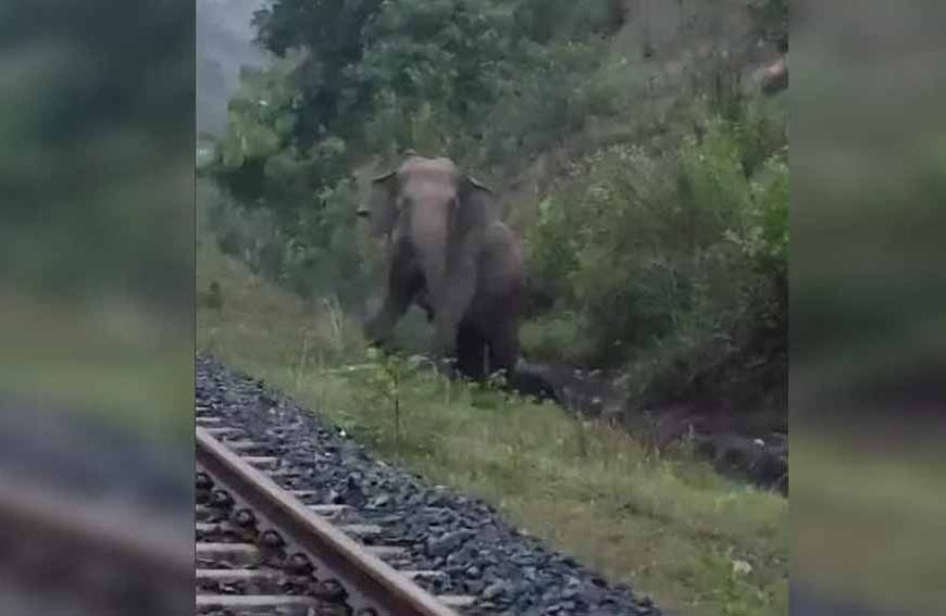 रामगढ़ में पटरी पर हथिनी ने दिया बच्चे को जन्म, 2 घंटे तक रुकी रही मालगाड़ी