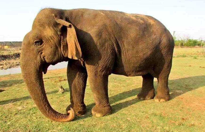 मुख्यमंत्री डॉ. यादव ने हथिनी वत्सला के निधन पर व्यक्त कीं संवेदनाएं