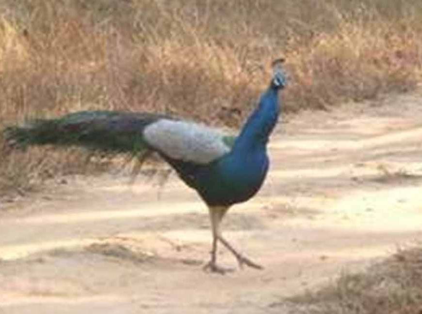 मध्य प्रदेश के झाबुआ में 11 मोरों की मौत, कीटनाशक से जहरीला भोजन बना कारण