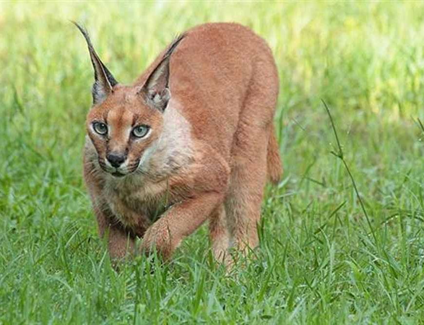 गाँधी सागर अभयारण्य में पाया गया दुर्लभ स्याहगोश