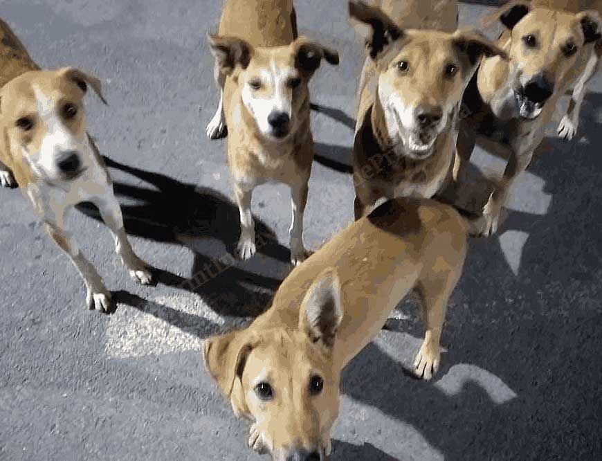 बेंगलुरु के स्ट्रीट डॉग्स के लिए चिकन-चावल का मेन्यू, नगर निगम की योजना पर खर्च होंगे 2.9 करोड़