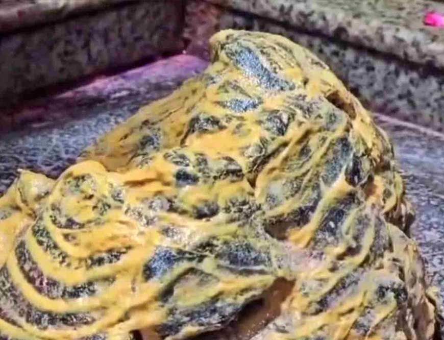 ओंकारेश्वर में दर्शन व्यवस्था में बदलाव, अब VIP दर्शन केवल प्रोटोकॉल के तहत