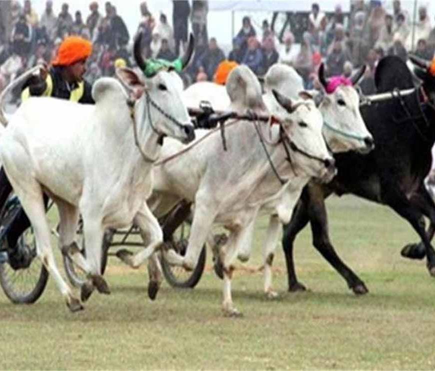 पंजाब में फिर दौड़ेंगी बैलगाड़ियां, पाबंदी हटाने का बड़ा फैसला