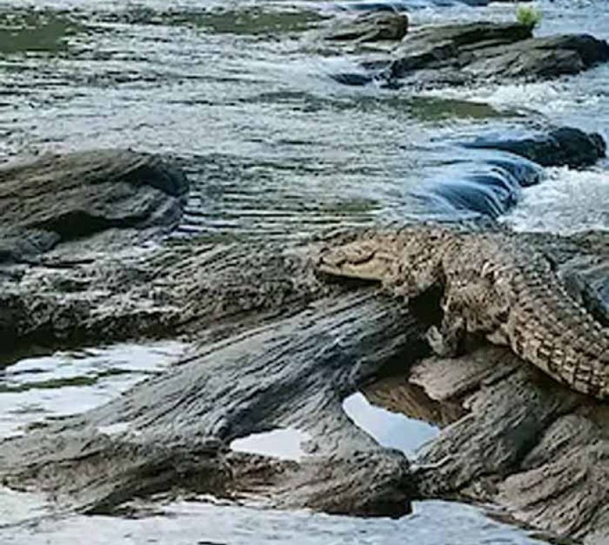 दमोह में दर्दनाक हादसा: नदी किनारे बैठी महिला को मगरमच्छ ने बनाया शिकार