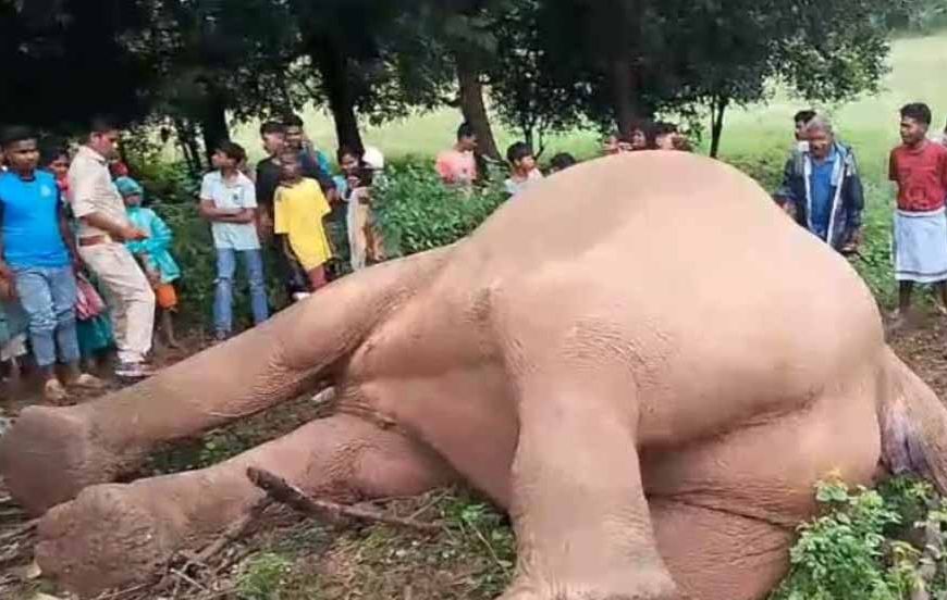 नक्सल प्रभावित क्षेत्र में हाथी का शव बरामद