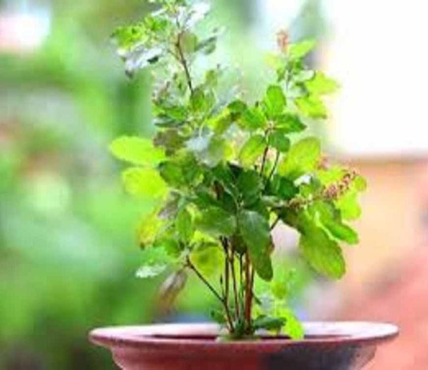 एक बगिया मां के नाम परियोजना का प्रशिक्षण 12 जुलाई को