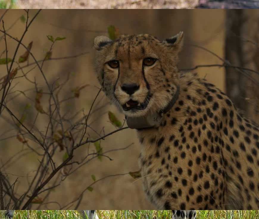 मध्य प्रदेश में चीता प्रोजेक्ट को लगा झटका, कूनो नेशनल पार्क में माता चीता नभा की हुई मौत