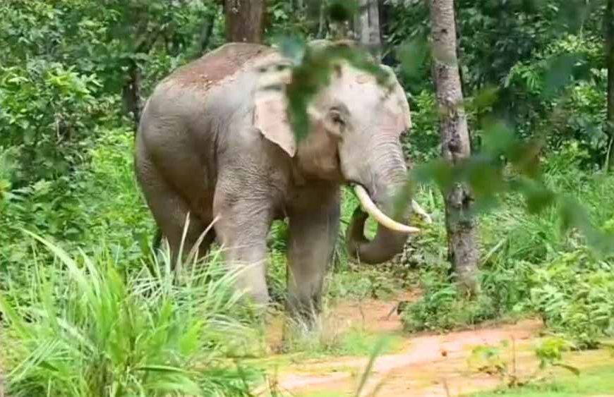 24 घंटे तक मचाया आतंक, खेत उजाड़ने और युवक पर हमला करने के बाद जंगल लौटा हाथी