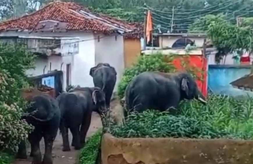 गांवों में घुसे चार जंगली हाथी, ये कर डाला अंजाम, कच्चे मकानों में तोड़फोड़, घर में रखे अनाज को चटकाया