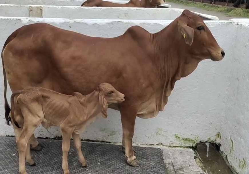हरियाणा में साहीवाल गाय ने दिया गिर नस्ल की बछड़ी को जन्म, नाम रखा 'श्रावणी'