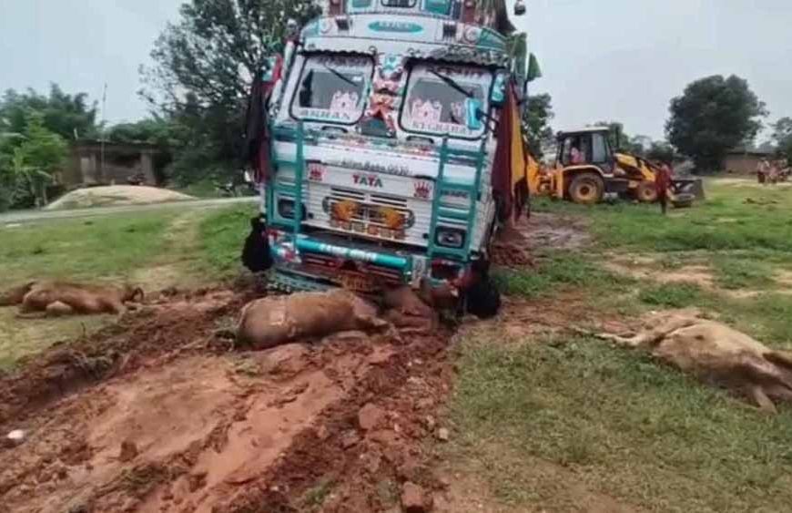 तेज रफ्तार ट्रक ने मचाया कहर: सड़क किनारे बैठी 6 गायों की मौत, कई घायल