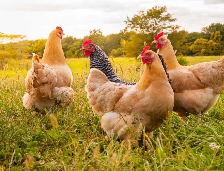 'नर्मदा' नाम पर चिकन ब्रिड का विज्ञापन बना विवाद की जड़, ब्राह्मण समाज ने जताया विरोध
