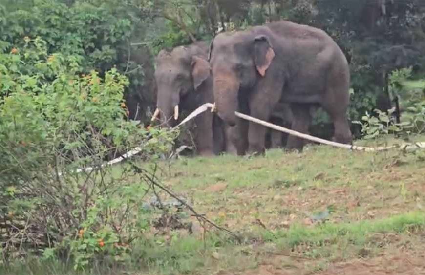 बुढ़ार में फिर घुसे जंगली हाथी: कई घरों में की तोड़फोड़, ग्रामीणों में दहशत