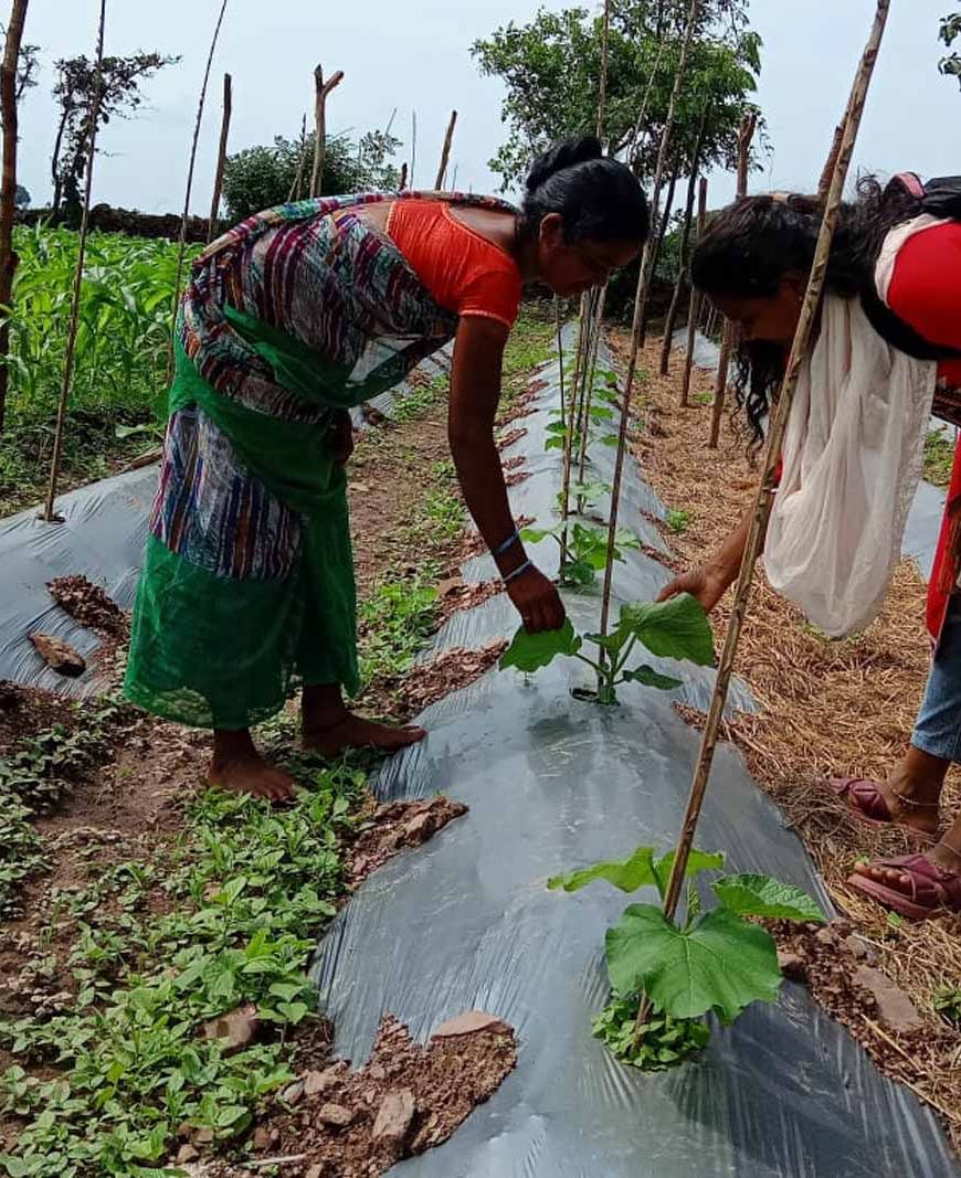 बस्तर में 'बिहान' से लखपति दीदी बनने की ओर अग्रसर महिलाएं