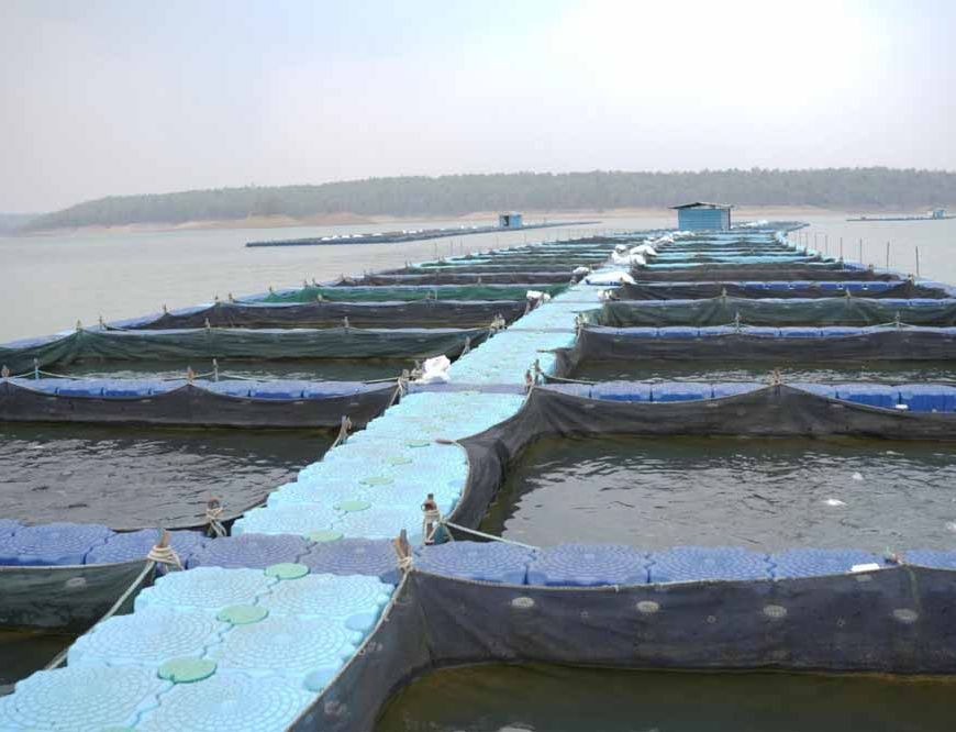 छत्तीसगढ़ में फिशरीज के नये युग की शुरूआत, हसदेव डुबान में बनेगा पहला एक्वा पार्क
