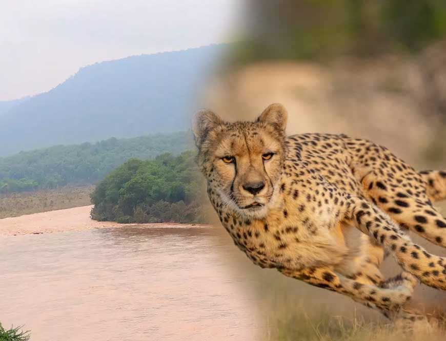 कूनो में बारिश बनी चीतों के लिए चुनौती, दलदल में फंसने का खतरा बढ़ा