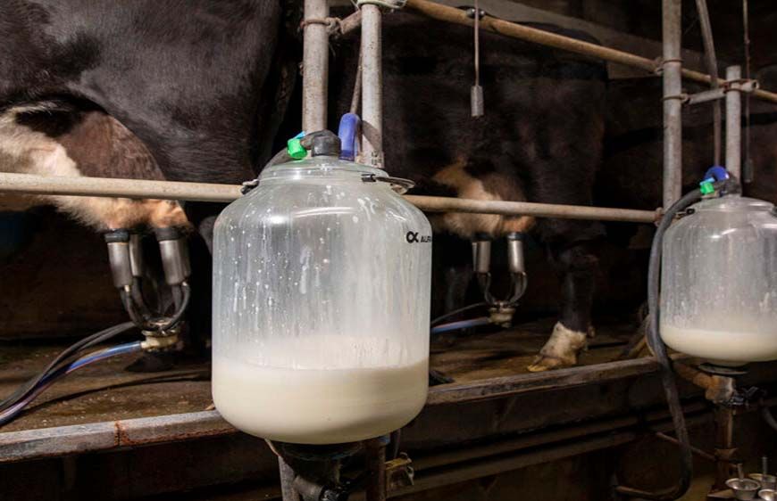 दूध उत्पादन में नंबर 1 बनने की राह पर राजस्थान, यूपी को पछाड़ने की रणनीति तैयार