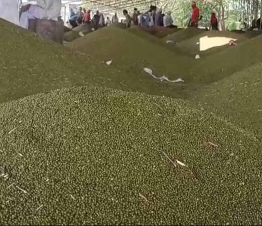 जबलपुर में 5 दिन से मूंग-उड़द खरीदी ठप, सर्वर डाउन से परेशान किसान
