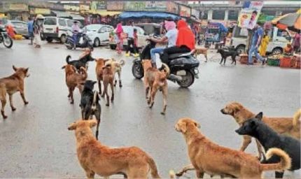आवारा कुत्तों पर सख़्ती: नसबंदी, माइक्रोचिप और शेल्टर प्लान पर दिल्ली सरकार की तैयारी
