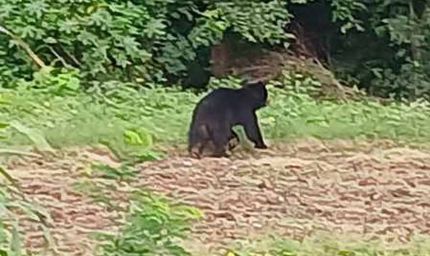 सूरजपुर में भालू का आतंक: हमले में युवक गंभीर घायल, गांव में दहशत