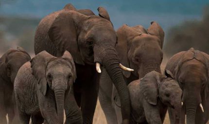 MP में जंगली हाथियों से अब मिलेगी डिजिटल सुरक्षा, लॉन्च हुआ 'गजरक्षक' मोबाइल ऐप