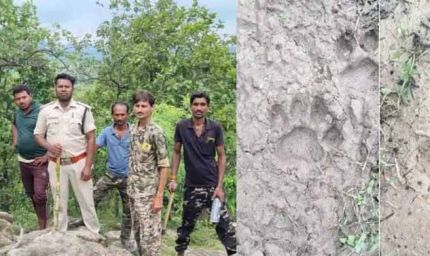 हाथियों के बाद अब बाघ का साया : जंगल में मिले पैरों के निशान, गांवों में अलर्ट