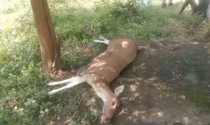 कुत्तों के हमले में घायल गर्भवती हिरणी की मौत, वन अधिकारियों ने पहुंचाया था अस्पताल