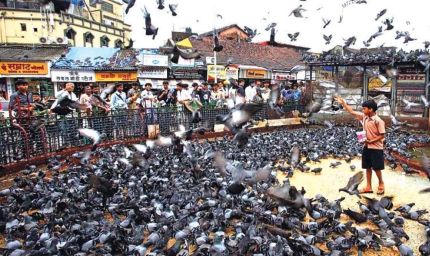 मुंबई में कबूतरखानों पर ब्रेक: 51 बंद, दाना खिलाना बैन, 100 लोगों पर जुर्माना