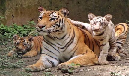 बाघों की बढ़ती गिनती पर संकट: जंगल घटे, अब गांवों का विस्थापन ही विकल्प!