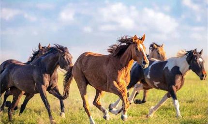 पंजाब सरकार ने उठाया एक गंभीर कदम, घोड़ों की आवाजाही पर पूरी तरह से लगाई रोक