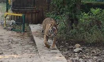 राजस्थान के 2 बाघ अभ्यारण्यों में नई गर्जना! एमपी-महाराष्ट्र से आएंगे 5 बाघ