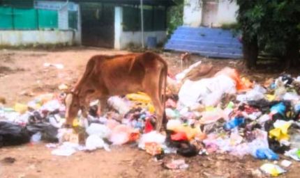 बिलासपुर में 40 किलो पन्नी ने ली गाय की जान, नगर निगम कर्मचारियों पर सवाल