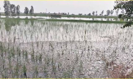 हरियाणा के जिले में ड्रेन टूटने से 20 से अधिक गांव में जलभराव, किसानों की फसलें तबाह