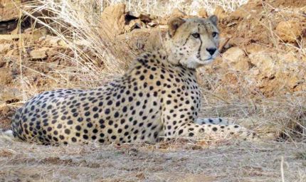 कूनो से निकले दो चीते, मानपुर के गांवों में मचाई हलचल — कुत्ते और ग्रामीण लगे पीछे