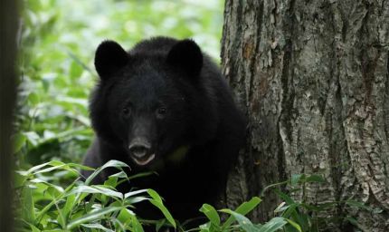 भालुओं का आतंक: विभाग सोया, जनता डरी