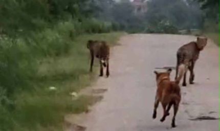 कूनो के दो चीते मानपुर में मचाने लगे धमाल, कुत्ते संग पीछे-पीछे दौड़े ग्रामीण