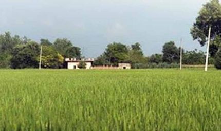 पंजाब में वहीं 14 अगस्त को राज्य में भारी बारिश का अनुमान