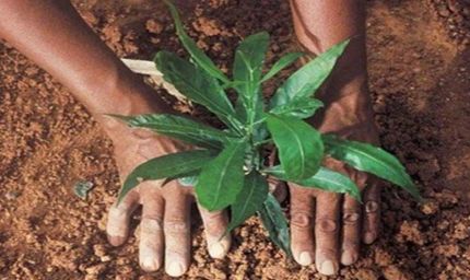 शहरी क्षेत्र में वीमेन फॉर ट्रीज अभियान में 7 हजार स्व सहायता समूहों का योगदान, अब तक हुआ ढ़ाई लाख पौधरोपण