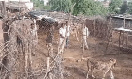 रणथंभौर से मादा चीता ज्वाला का रेस्क्यू, आबादी में बकरियों का शिकार करने पर कूनो भेजा गया