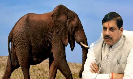 मुख्यमंत्री डॉ. यादव ने प्रदेशवासियों से हाथियों के संरक्षण का किया आह्वान