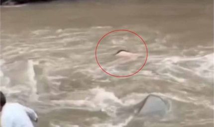 संसार के दुखों का सामना: लकड़ी के पुल से गिरकर खड्ड में बहा व्यक्ति, पहले बाढ़ में खोया था छोटा भाई