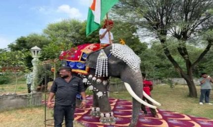 हाथियों का फैशन जलवा: रैम्प पर बिखेरी अनोखी अदाएं, मनाया विश्व हाथी दिवस