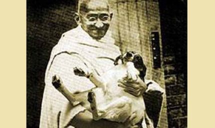 जब 60 पागल कुत्तों को मारने पर गांधीजी ने दी थी सहमति, जानें क्या था तर्क