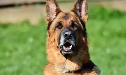 कुशीनगर में भयावह हमला: अवारा कुत्तों ने महिला को नोच-नोचकर मार डाला