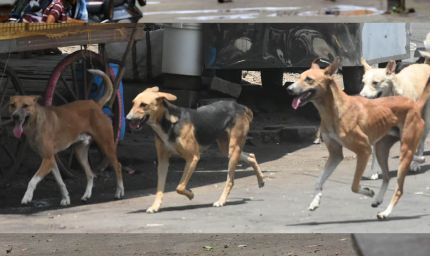 भोपाल में स्ट्रीट डॉग्स पर लगाम, हर कुत्ते का बनेगा बायोडाटा और लगेगी माइक्रोचिप