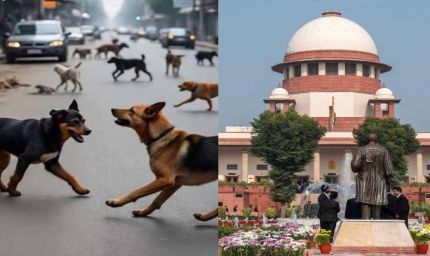बच्चे मर रहे हैं... सुप्रीम कोर्ट में डॉग लवर्स पर भड़के SG तुषार मेहता
