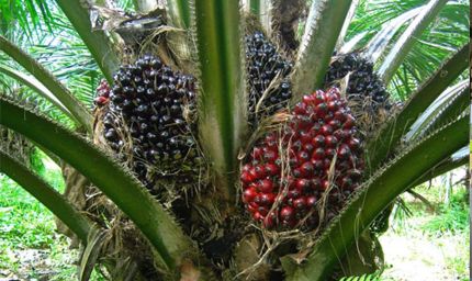 रायपुर : पॉम की खेती से किसानों को मिलेगा आय का स्थायी जरिया