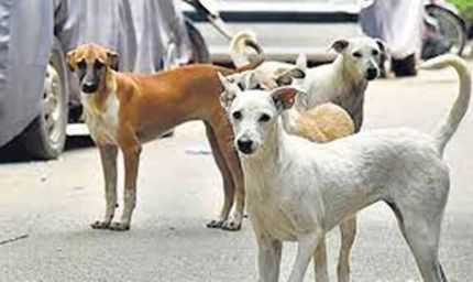 भोपाल में आवारा कुत्तों की समस्या गहराई, शेल्टर होम की फाइल भी गायब