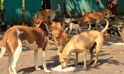 फीफा वर्ल्ड कप से पहले मोरक्को में 30 लाख कुत्तों को मारने की योजना, भड़के एनिमल एक्टिविस्ट्स